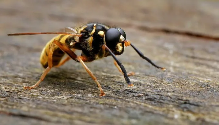 wesp frankvassen on fotercom cc by