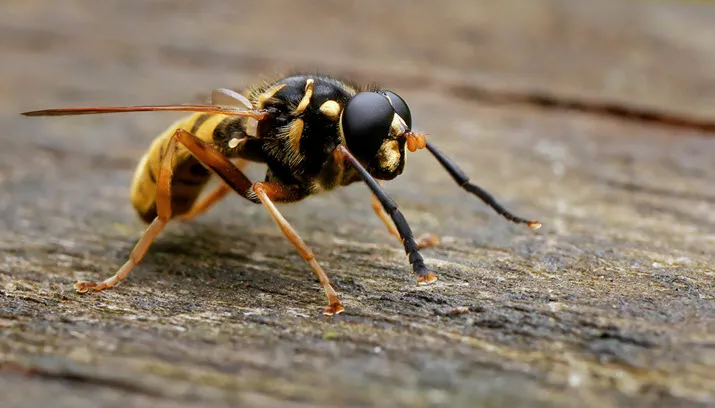 wesp frankvassen on fotercom cc by