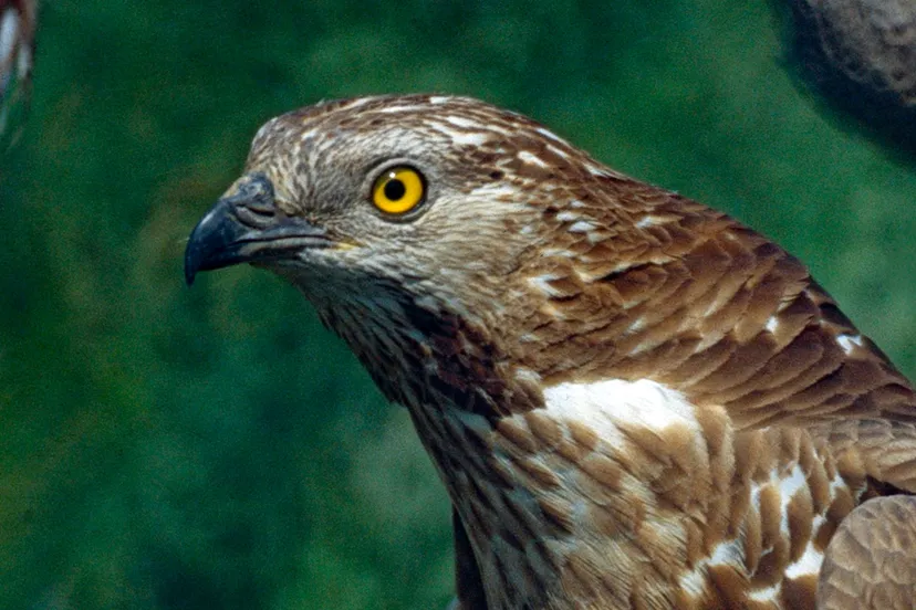 wespendief berniedup on fotercom cc by sa