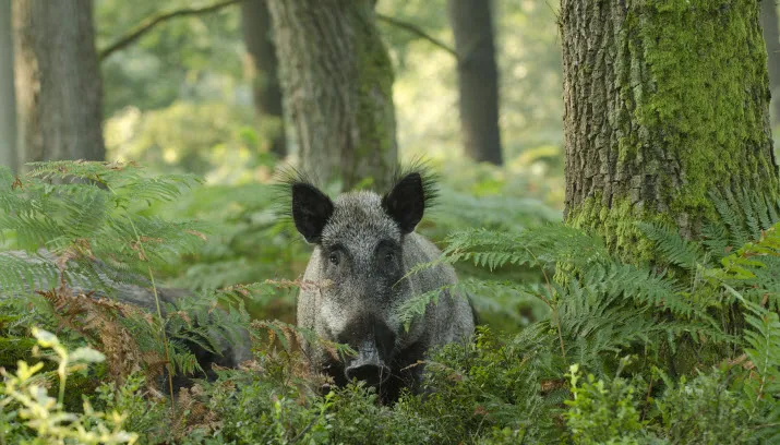 wild zwijn 1 natuurmonumenten