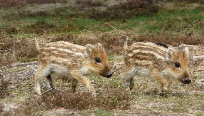 wild zwijn natuurmonumenten