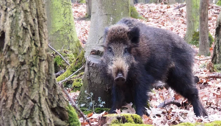wildspeuren ivn oost veluwezoom