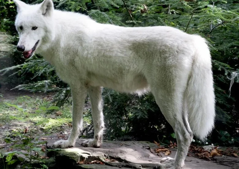 witte wolf
