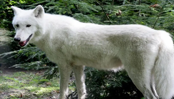 witte wolf1