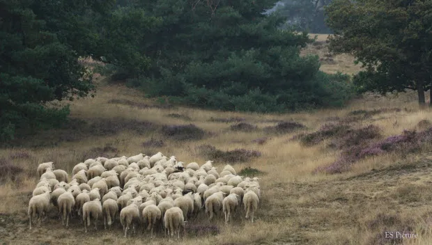 wmt7tdejcjd8k8h93pa2b99z4 schaapskudde0