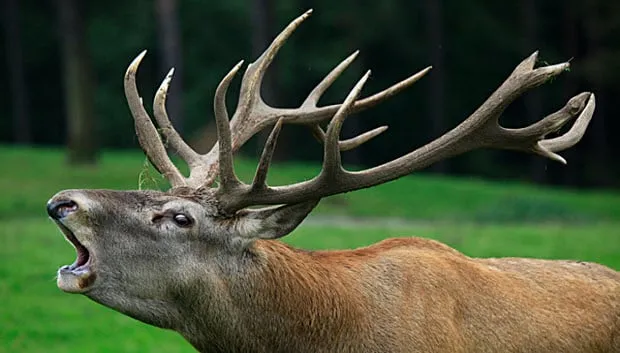 wnyeeytqxz9q533dphepe56l4 bronsttijd