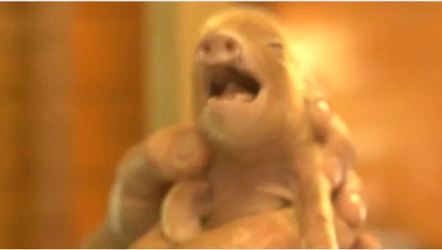 wok5f8jzcykyd5ijha69aiw3b oranje big