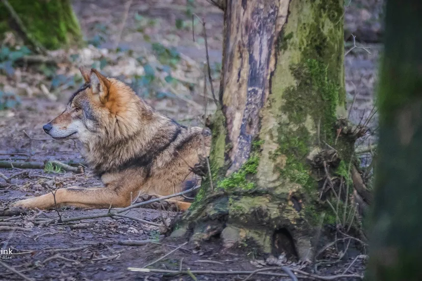 wolf jamie lebbink fotografie