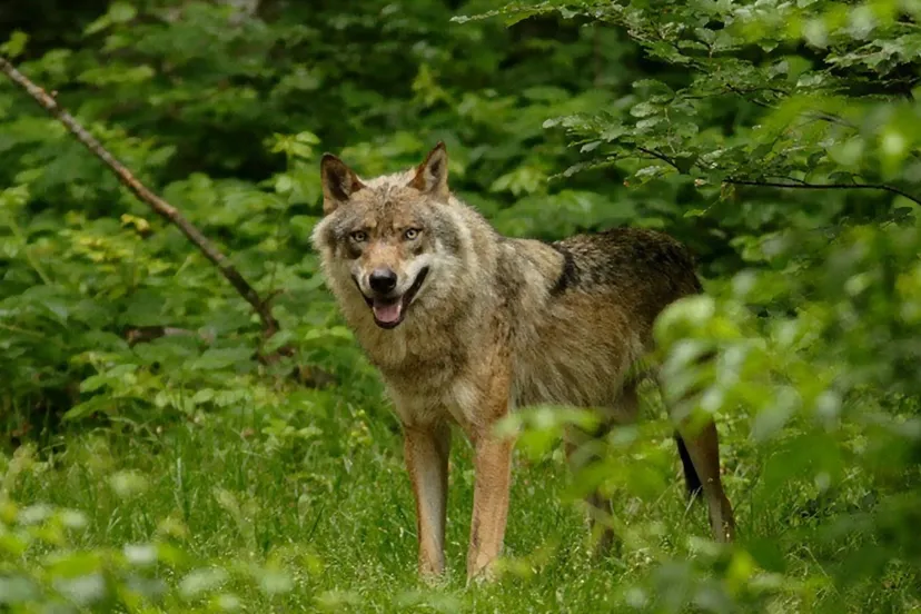 wolf provincie gelderland