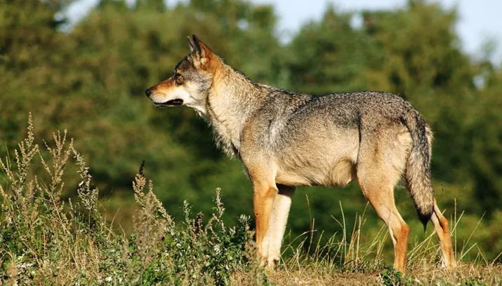 wolf provincie gelderland