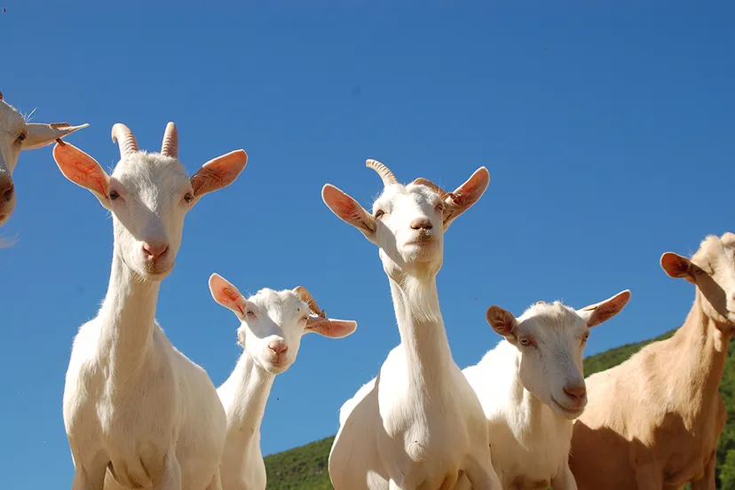 wwwgelderlandnl171108 geitenhouderij 546 4b1487e1e7a91921416e3c9cf3d07fb74483fc4f