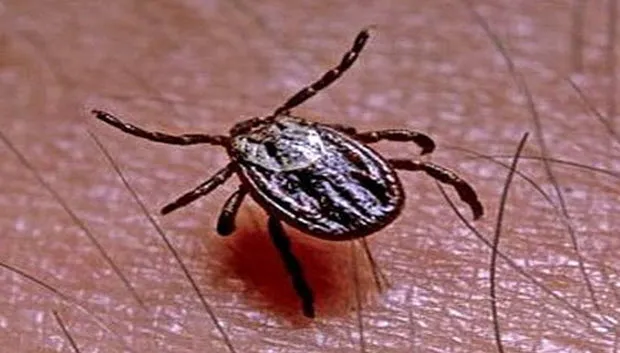 xokem0chkoglcnw3zrca36nwv teek 2