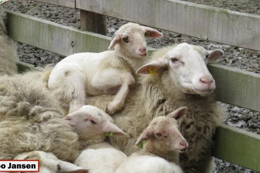 y8nxfo9xnrsifb3xxhllgyc2o 2014 03 01 adopteren lammetjes rhedense schaapskudde theo008