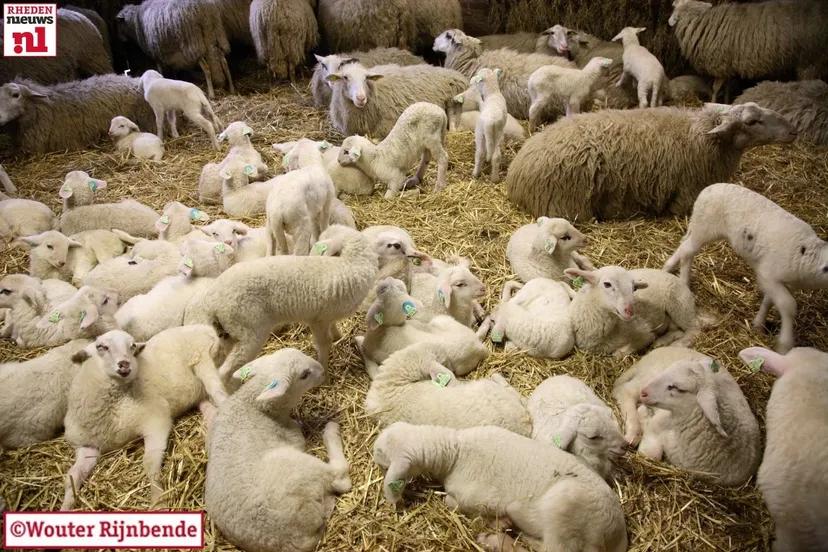 yivoukp976783y93xr2ykx87h 2014 03 01 adopteren lammetjes rhedense schaapskudde wouter035