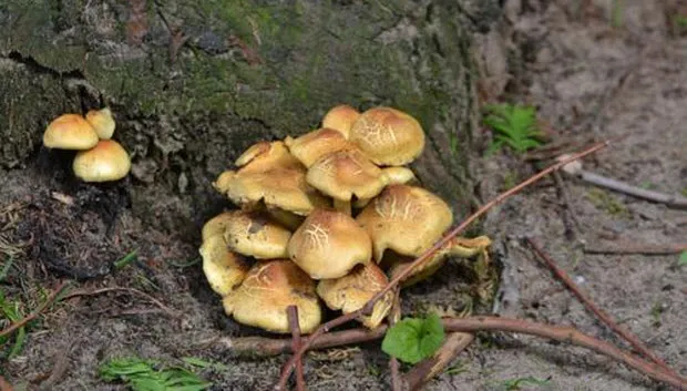 yod53zth1rgtbtv0hv8vfwonr paddestoel