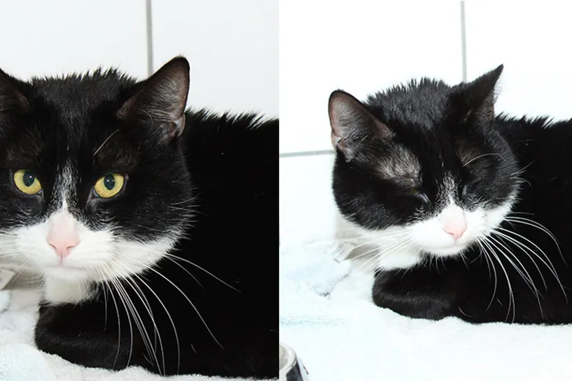 zorro dierentehuis arnhem en omstreken