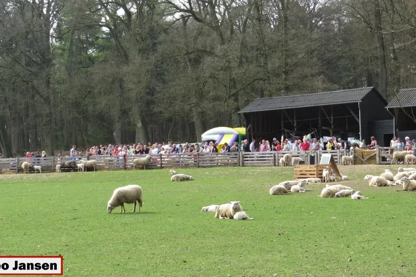 zw5qo40779obffojslxw6g55y 2014 03 30 schaapskooi rheden lammetjesdag 010