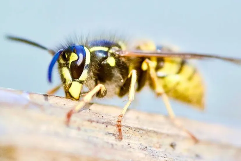 gewone wesp eric mahieu