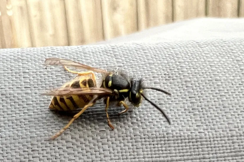 gewone wesp wespenstichtingnl