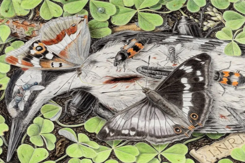 jubileumtentoonstelling sjef van der molen