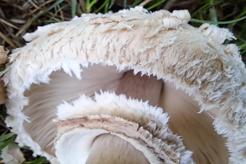 ivn wandeling paddenstoelen op beekhuizen corlene van den camp