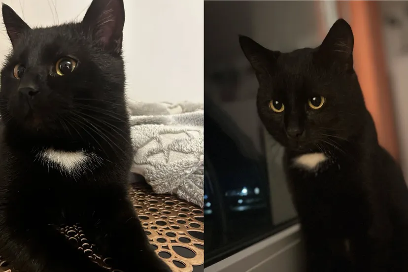 pepito jakub watorowski