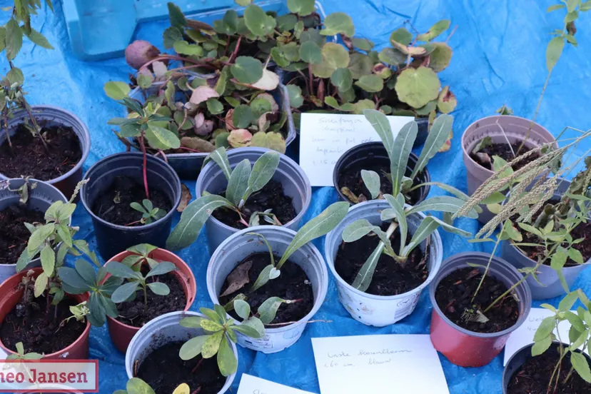 plantenruilbeurs groei bloei veluwezoom in de steeg 2024 2