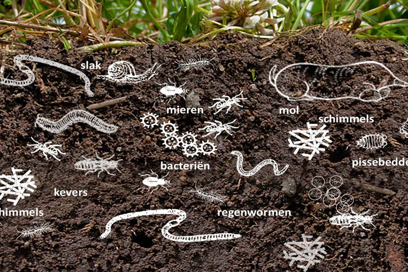 bodemleven hortus botanicus leiden