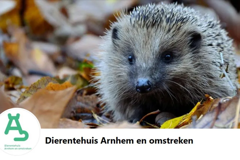 dierentehuis arnhem en omstreken