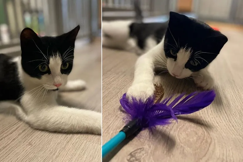 huisdier van de week xavi dierentehuis arnhem en omstreken