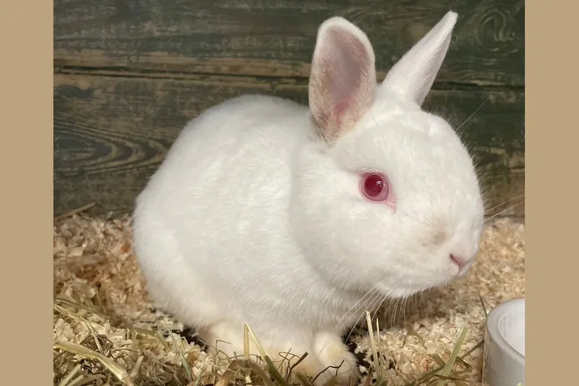 huisdier van de week alwin dierentehuis arnhem en omstreken