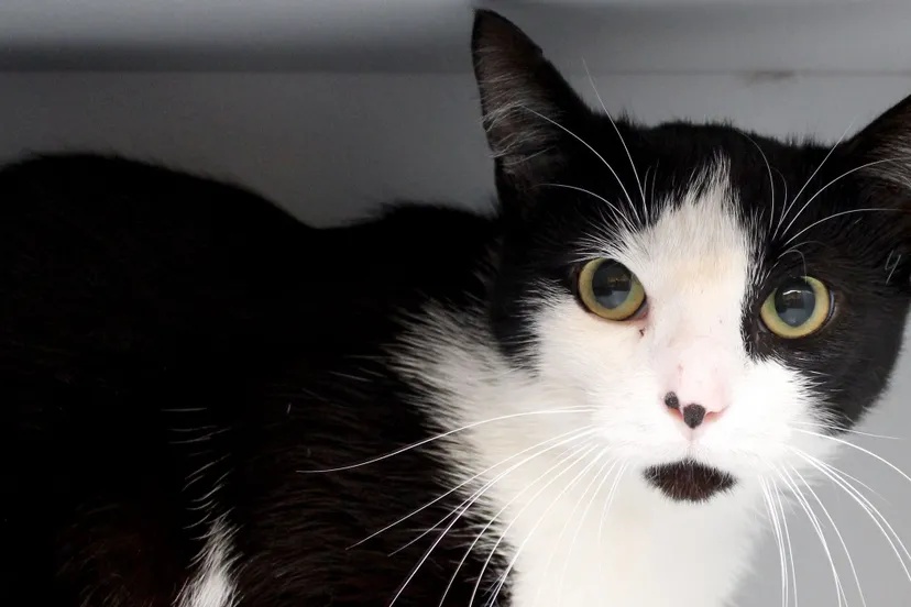 huisdier van de week jasper dierentehuis arnhem en omstreken