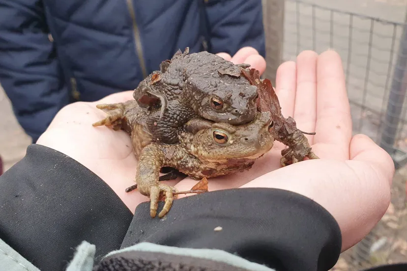 01 vrijwilligers gezocht voor paddentrek in rheden