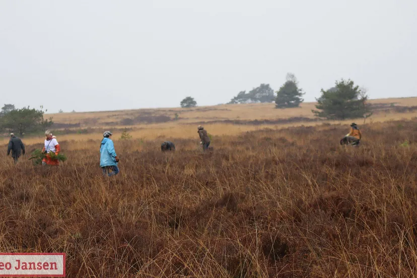 022 heidewerkdag op het rozendaalse veld met feestelijk tintje 22 02 2025