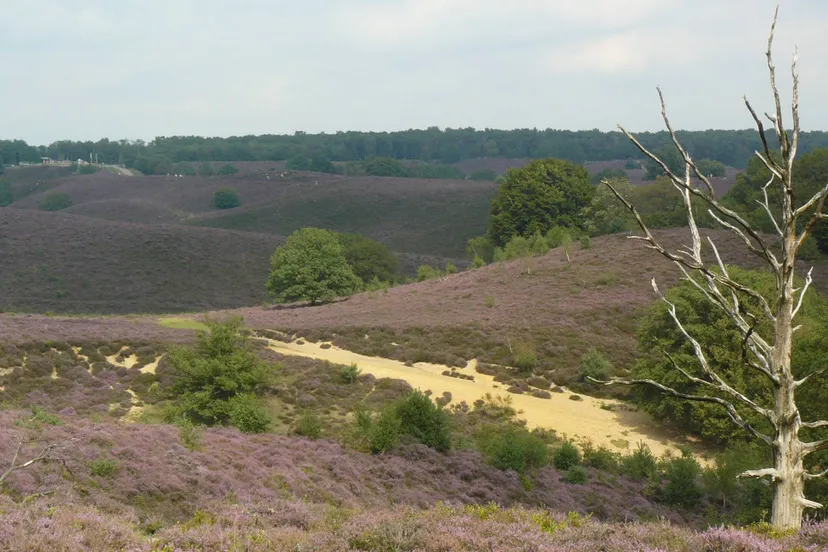 cursus mijn veluwezoom ivn oost veluwezoom