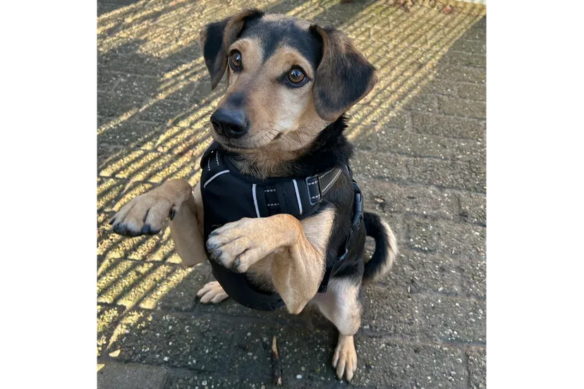 huisdier van de week elmer dierentehuis arnhem en omstreken