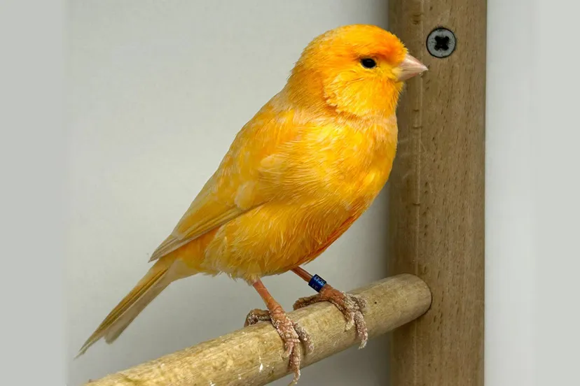 huisdier van de week marie dierentehuis arnhem en omstreken