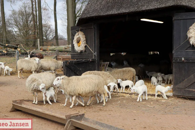 adoptie 1e lammetje rhedense schaapskudde 2025 20