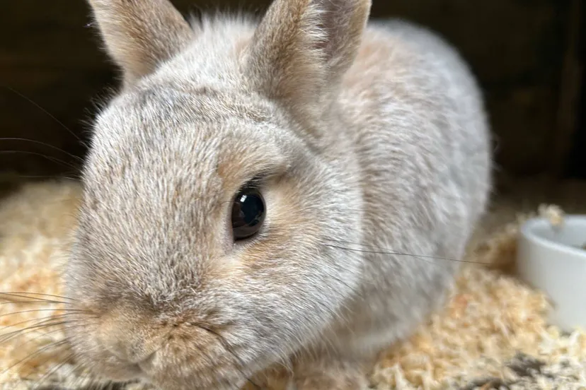 huisdier van de week dibbus dierentehuis arnhem en omstreken