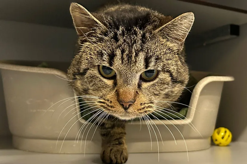 huisdier van de week karel dierentehuis arnhem en omstreken