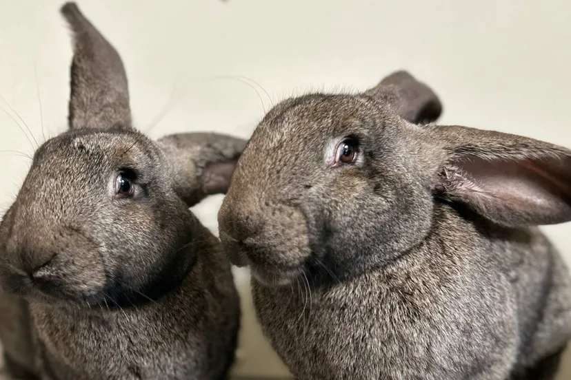 Huisdier van de Week - Amber en Fleur - Dierentehuis Arnhem en omstreken