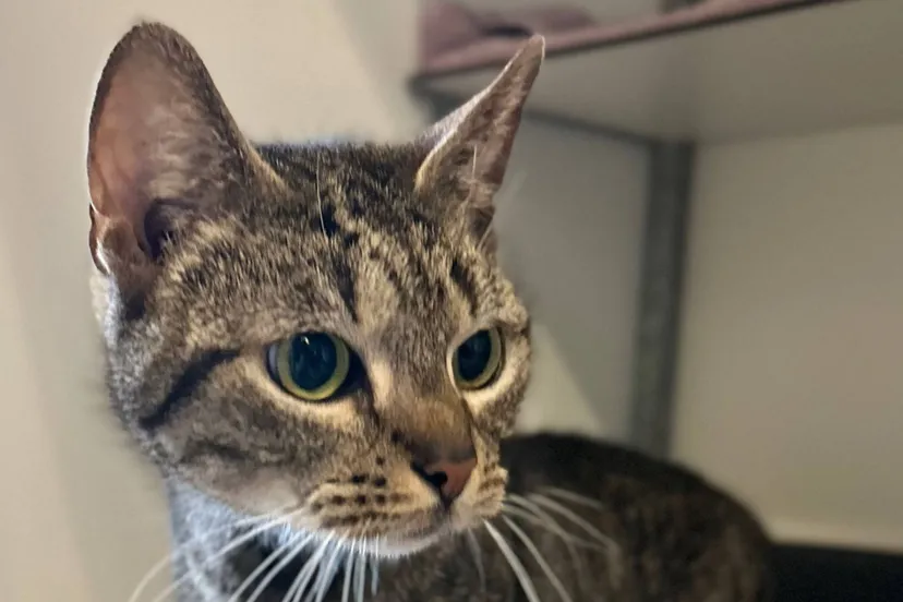 Huisdier van de Week - Daantje1 - Dierentehuis Arnhem en omstreken