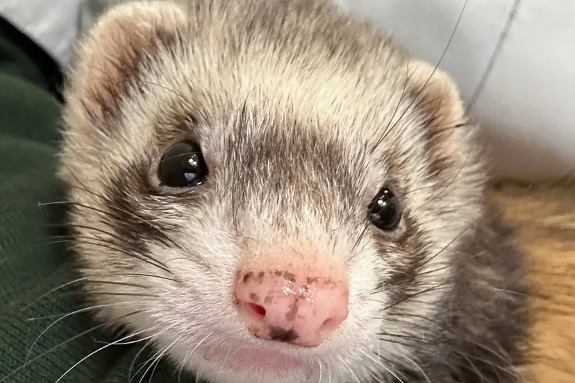 huisdier van de week maak kennis met alice de fret dierentehuis arnhem en omstreken