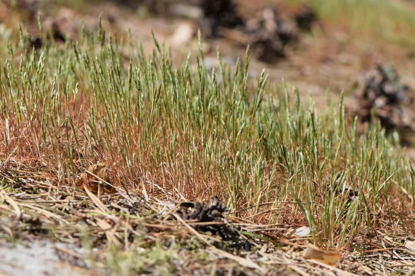 IVN wandeling Voedselarm bos en hei in de lente - IVN Oost-Veluwezoom