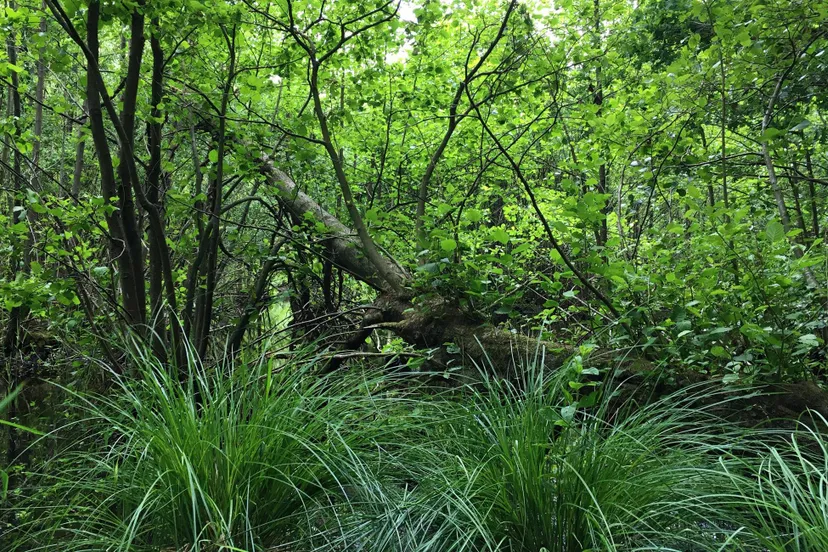 elzenbroek ivn oost veluwezoom