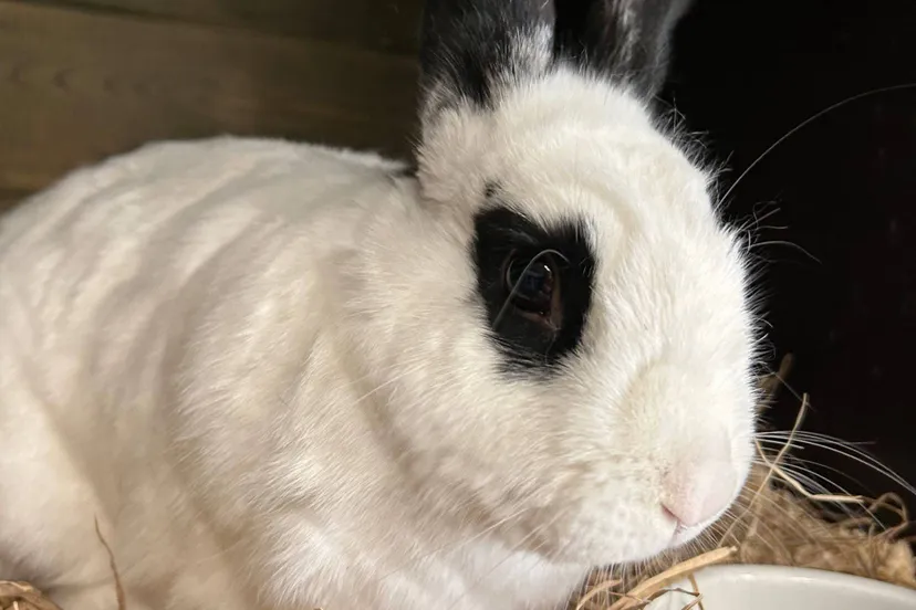 huisdier van de week mango dierentehuis arnhem en omstreken
