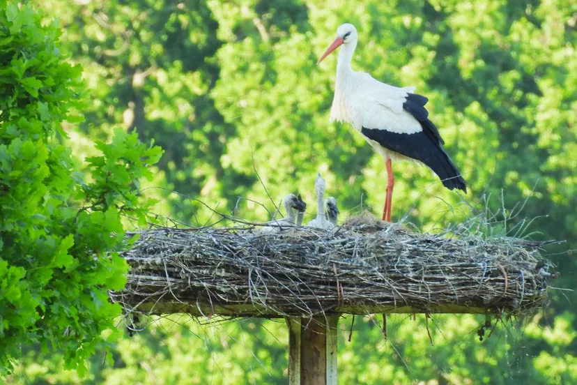 ooievaars laag soeren mart van tol