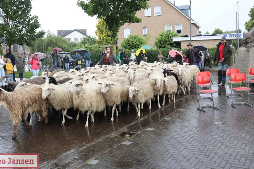 bonte schaap festival 2025 1