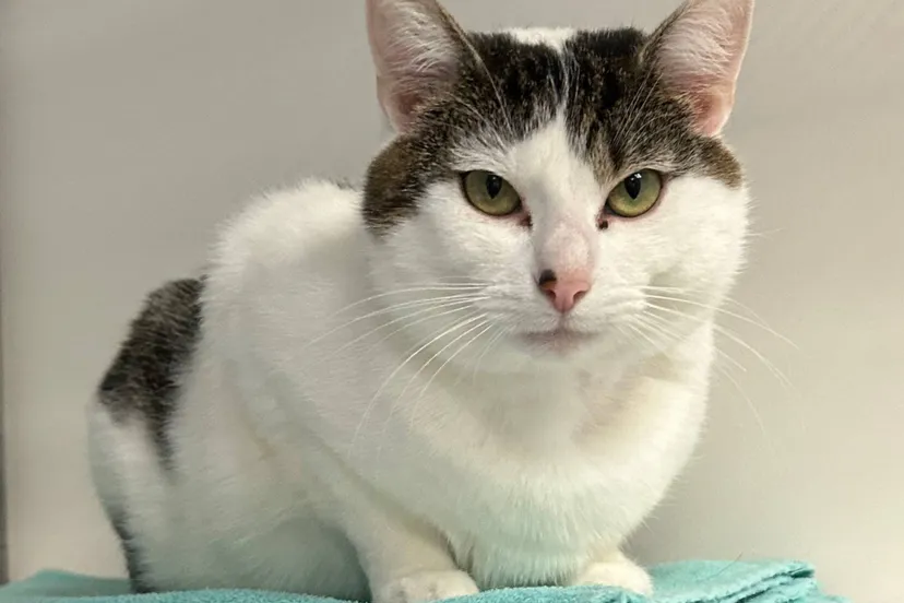 huisdier van de week tutie1 dierentehuis arnhem en omstreken