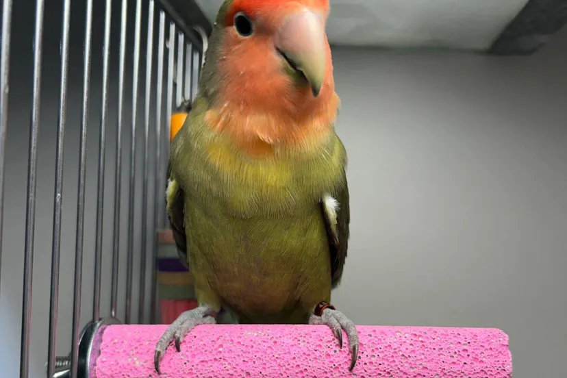 huisdier van de week1 kiwi dierentehuis arnhem en omstreken